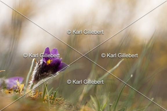 Karl-Gillebert-anemone-pulsatille-pulsatilla-vulgaris-6297