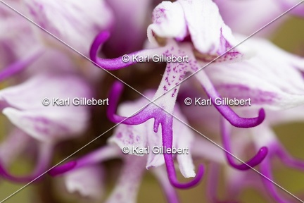 Karl-Gillebert-Orchis-singe-Orchis-simia -9406