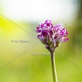Karl-Gillebert-Orchis-singe-Orchis-simia -1196