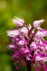 Karl-Gillebert-Orchis-singe-Orchis-simia -1695