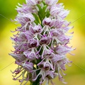 Karl-Gillebert-Orchis-singe-Orchis-simia -3238