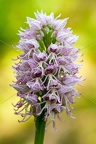 Karl-Gillebert-Orchis-singe-Orchis-simia -3238