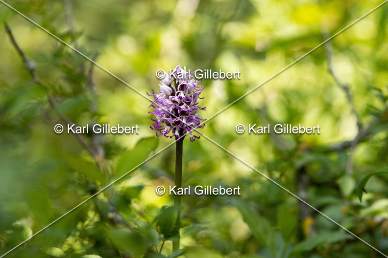 Karl-Gillebert-Orchis-singe-Orchis-simia -3635