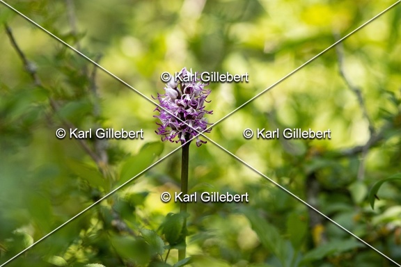 Karl-Gillebert-Orchis-singe-Orchis-simia -3635