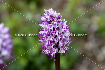 Karl-Gillebert-Orchis-singe-Orchis-simia -8225