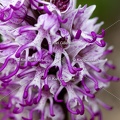 Karl-Gillebert-Orchis-singe-Orchis-simia -8228