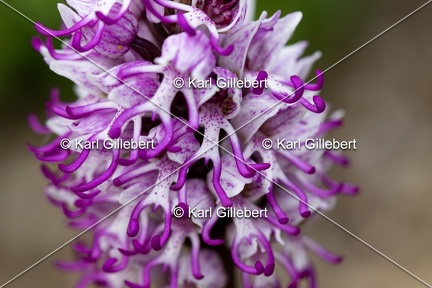 Karl-Gillebert-Orchis-singe-Orchis-simia -8228