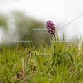Karl-Gillebert-Orchis-singe-Orchis-simia -8257