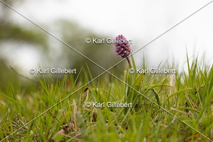 Karl-Gillebert-Orchis-singe-Orchis-simia -8257