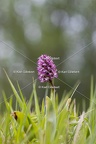 Karl-Gillebert-Orchis-singe-Orchis-simia -8271