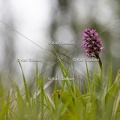 Karl-Gillebert-Orchis-singe-Orchis-simia -8313