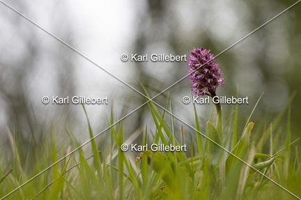 Karl-Gillebert-Orchis-singe-Orchis-simia -8313