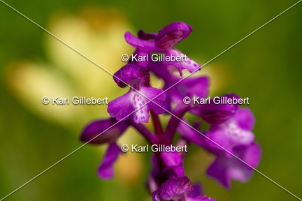 Karl-Gillebert-Orchis-bouffon-Anacamptis-morio-0095