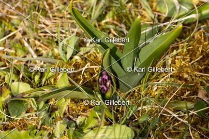 Karl-Gillebert-Orchis-bouffon-Anacamptis-morio-3948