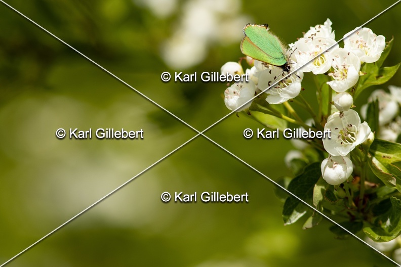 Karl-Gillebert-Argus-vert-Callophrys-rubi-1201.jpg