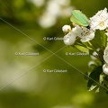 Karl-Gillebert-Argus-vert-Callophrys-rubi-1201