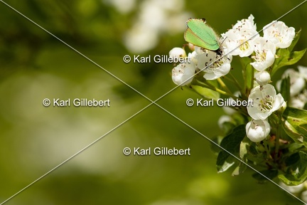 Karl-Gillebert-Argus-vert-Callophrys-rubi-1201