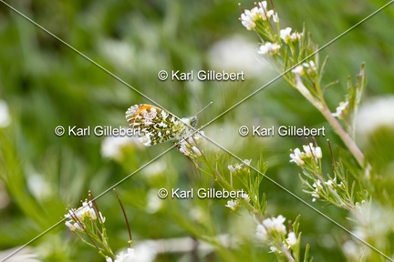 Karl-Gillebert-Aurore-Anthocharis-cardamines-3770