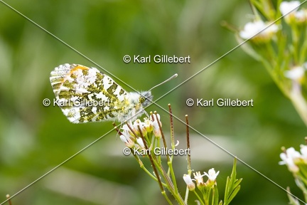 Karl-Gillebert-Aurore-Anthocharis-cardamines-3773