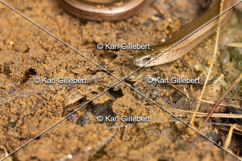 Karl-Gillebert-Orvet-fragile-Anguis-fragilis-0028.jpg