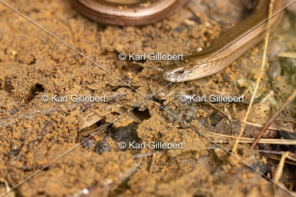 Karl-Gillebert-Orvet-fragile-Anguis-fragilis-0028