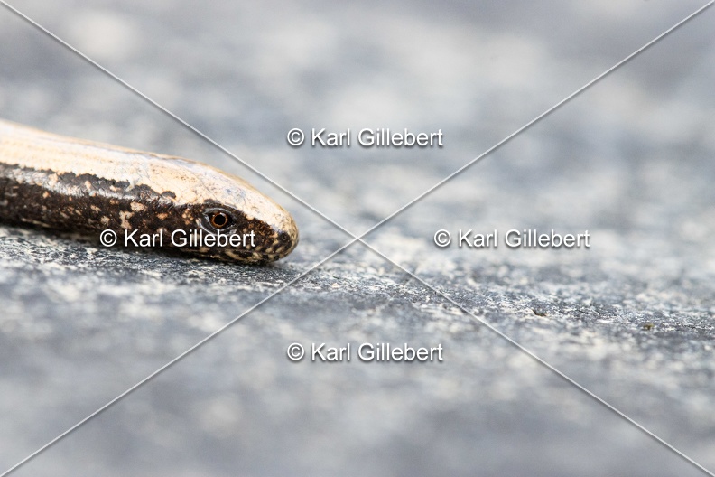 Karl-Gillebert-Orvet-fragile-Anguis-fragilis-4755.jpg