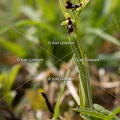 Karl-Gillebert-Ophrys-mouche-Ophrys-insectifera-4978