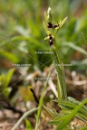 Karl-Gillebert-Ophrys-mouche-Ophrys-insectifera-4978