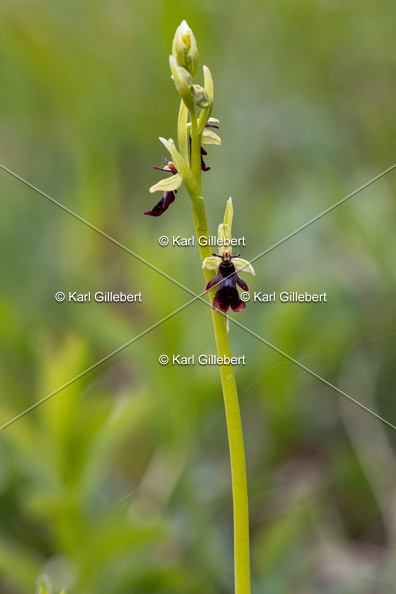 Karl-Gillebert-Ophrys-mouche-Ophrys-insectifera-4982.jpg