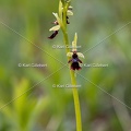 Karl-Gillebert-Ophrys-mouche-Ophrys-insectifera-4982