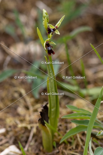 Karl-Gillebert-Ophrys-mouche-Ophrys-insectifera-4972.jpg