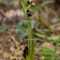 Karl-Gillebert-Ophrys-mouche-Ophrys-insectifera-4972