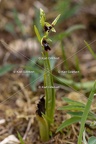 Karl-Gillebert-Ophrys-mouche-Ophrys-insectifera-4972