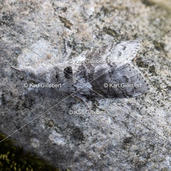 Calliteara pudibunda - Patte étendue