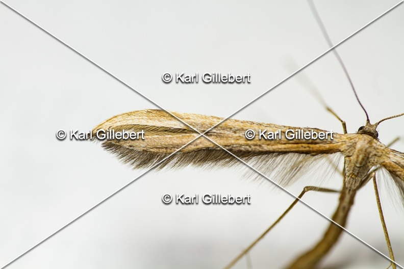 Karl-Gillebert-Adaina-microdactyla-1108.jpg