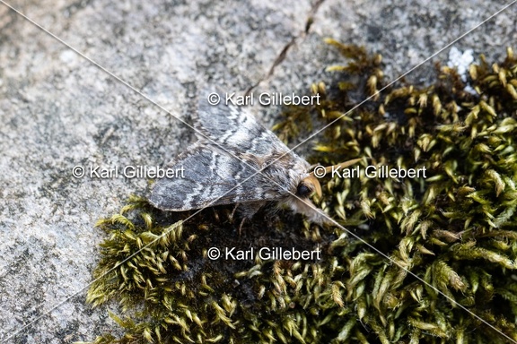 Karl-Gillebert-Drymonia-ruficornis-Demi-Lune-noire-4639