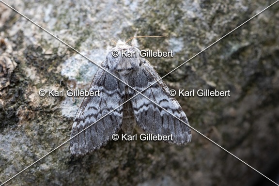 Karl-Gillebert-Drymonia-ruficornis-Demi-Lune-noire-4689
