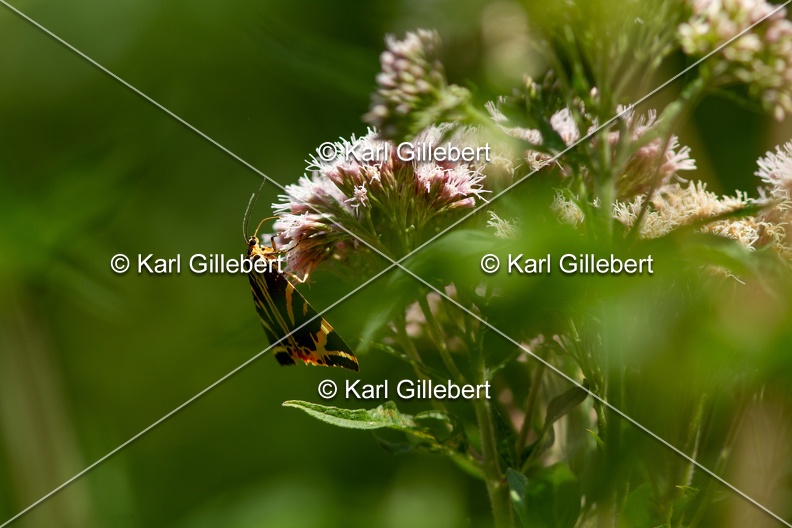 Karl-Gillebert-Euplagia-quadripunctaria-ecaille-chinee-0230.jpg