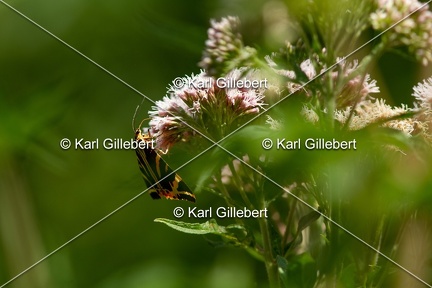 Karl-Gillebert-Euplagia-quadripunctaria-ecaille-chinee-0230