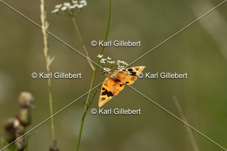 Karl-Gillebert-Euplagia-quadripunctaria-ecaille-chinee-3432.jpg