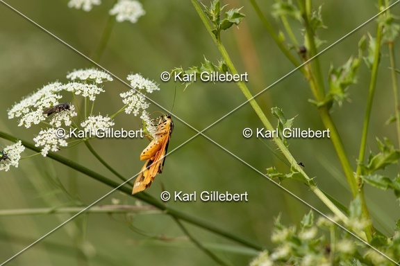 Karl-Gillebert-Euplagia-quadripunctaria-ecaille-chinee-3447
