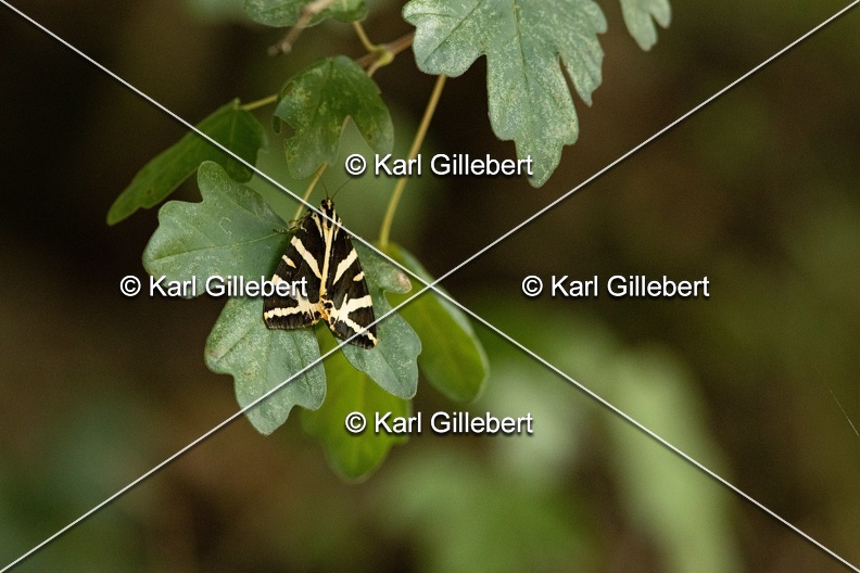 Karl-Gillebert-Euplagia-quadripunctaria-ecaille-chinee-3452.jpg