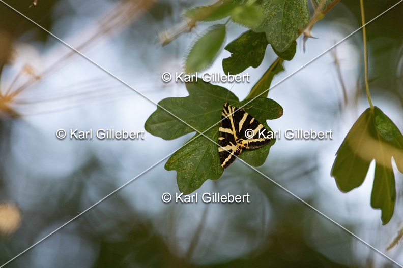 Karl-Gillebert-Euplagia-quadripunctaria-ecaille-chinee-3469.jpg