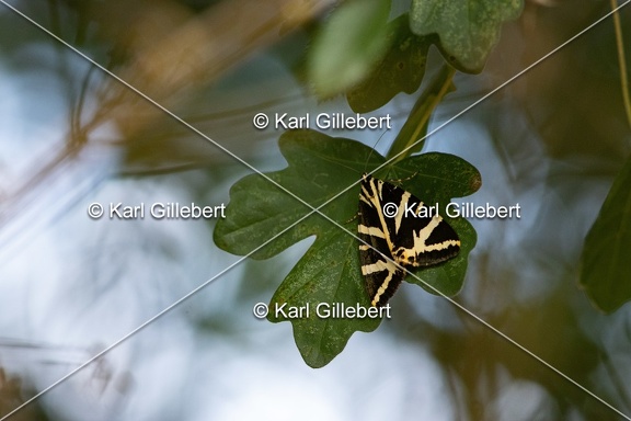 Karl-Gillebert-Euplagia-quadripunctaria-ecaille-chinee-3481