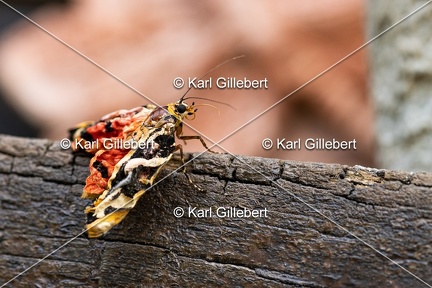 Karl-Gillebert-Euplagia-quadripunctaria-ecaille-chinee-8966