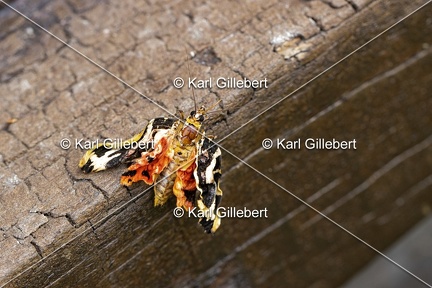 Karl-Gillebert-Euplagia-quadripunctaria-ecaille-chinee-8977
