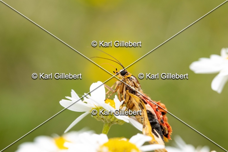 Karl-Gillebert-Euplagia-quadripunctaria-ecaille-chinee-9022.jpg