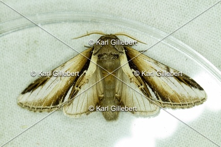 Karl-Gillebert-Pheosia-gnoma-Faience-8370
