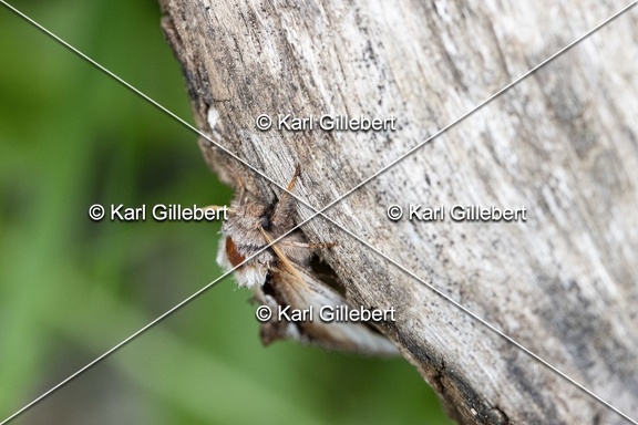Karl-Gillebert-Pheosia-gnoma-Faience-4104