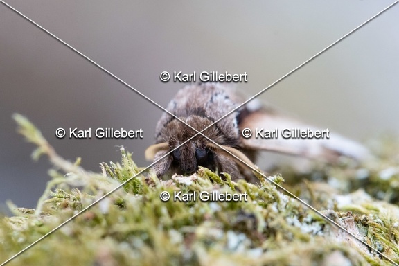 Karl-Gillebert-Pheosia-gnoma-Faience-5708